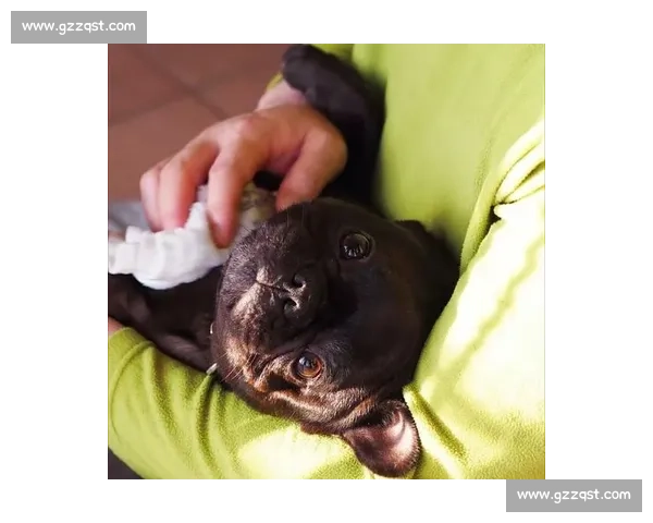 赛法斗:踢击独尊的优雅格斗艺术 赛法斗:踢击独尊的优雅格斗艺术